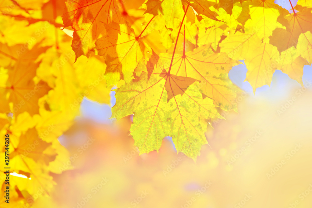 Warm autumn background with maple leaves Warm autumn background with maple leaves