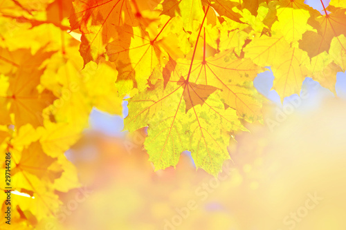 Warm autumn background with maple leaves
