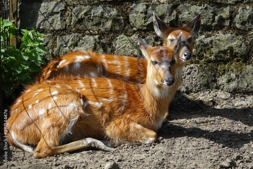 couple de Sitatunga