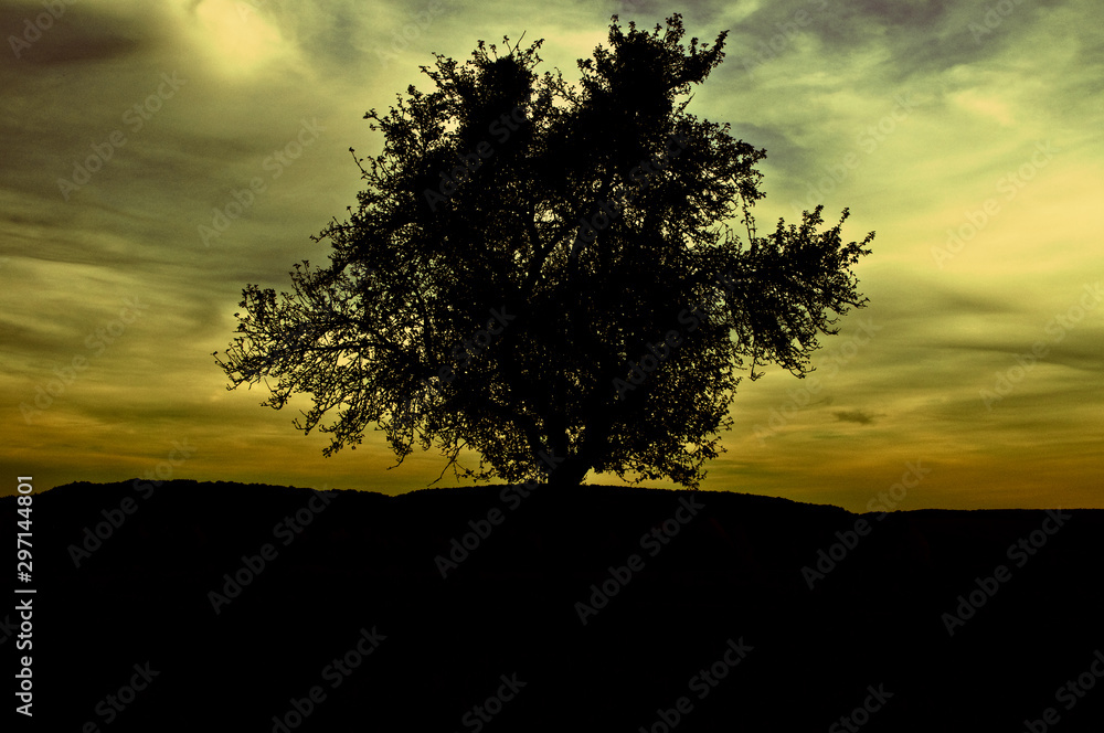 Silhouette of a lonely tree by sunset. Yellow and blue sky in the background Silhouette of a lonely tree by sunset. Yellow and blue sky in the background
