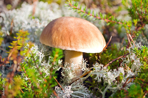 Single penny bun also cep, porcino or porcini (lat. Boletus edulis) mushroom in the mossy forest at sunny autumn day