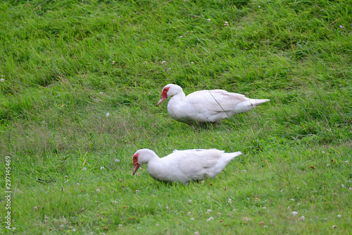 Moschusente, Cairina moschata photo