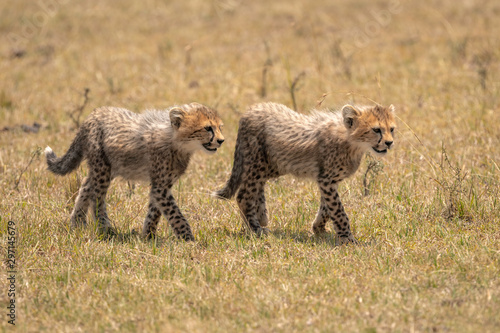 Two adorable young cheetah cubs walking in a clearing on the savanna.  Image taken in the Maasai Mara, Kenya.