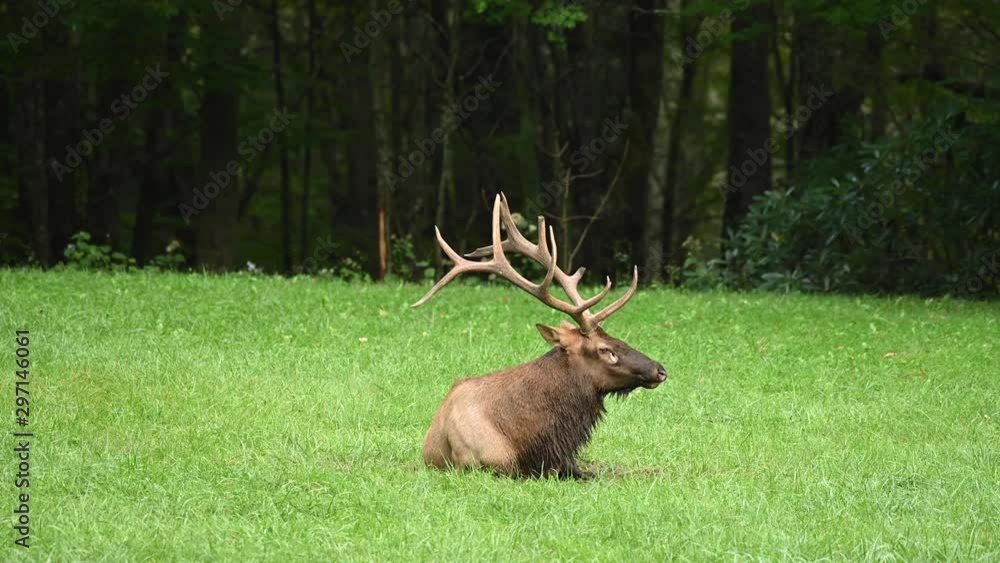 Large Bull Elk Lays Down in Grass Large Bull Elk Lays Down in Grass