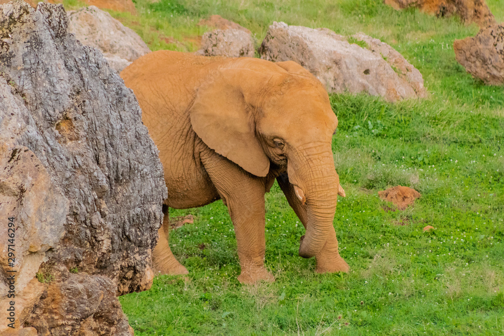 an African elephant walking through a green meadow