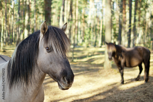 Close up portrait of semi-wild konik polski horse in the forest at sunny spring day