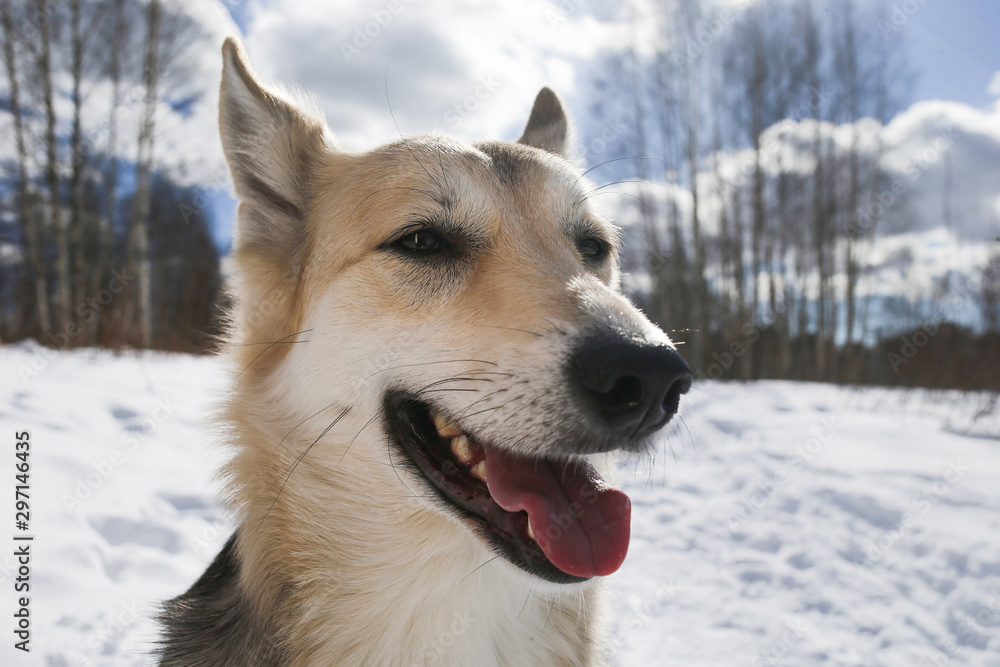 View at a mongrel dog in winter outside View at a mongrel dog in winter outside