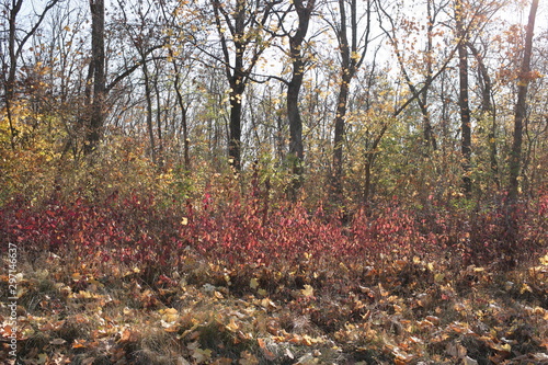 autumn in the park