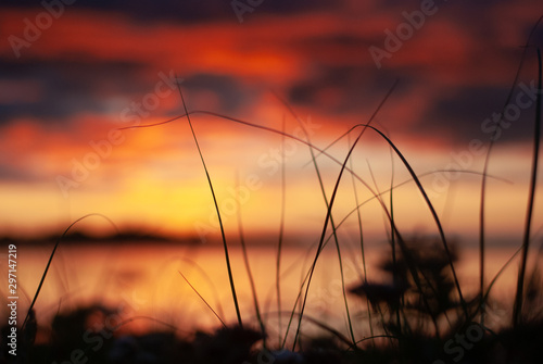 Blurred background of red and deep blue sky and grass contours at sunrise