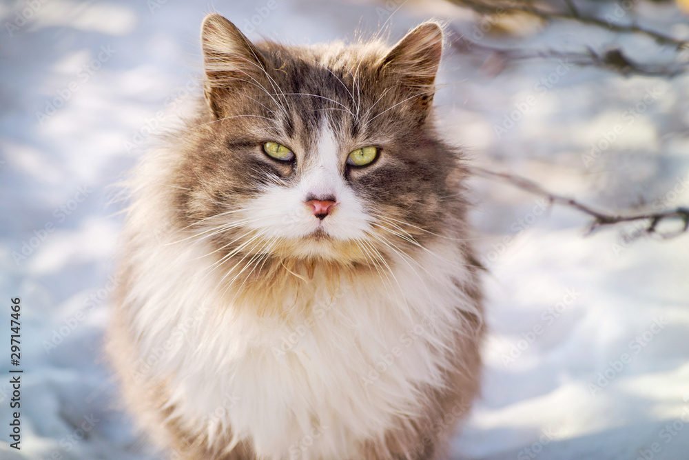 Portrait of a beatiful fluffy cat at sunny winter day Portrait of a beatiful fluffy cat at sunny winter day