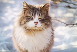 Portrait of a beatiful fluffy cat at sunny winter day
