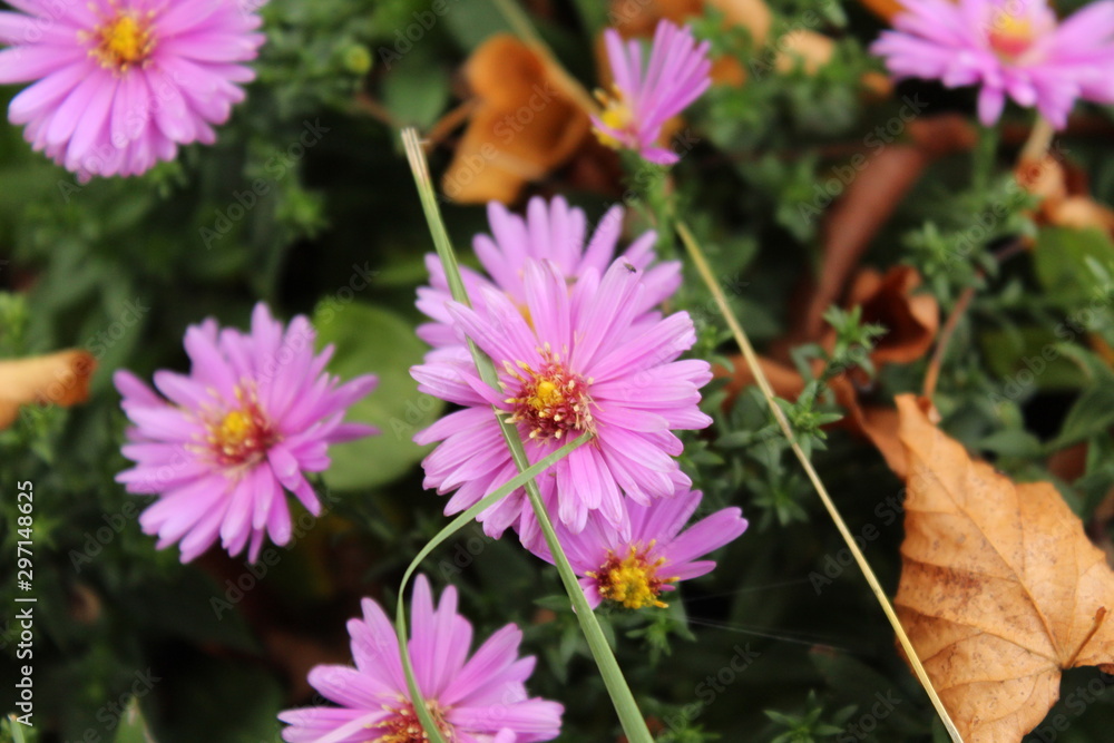 flowers in garden - Aster flowers in garden - Aster
