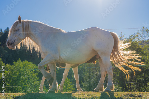 Beulotte Saint Laurent, France - 09 12 2019: Hike in the circuit of the thousand ponds. the white mare and her colt