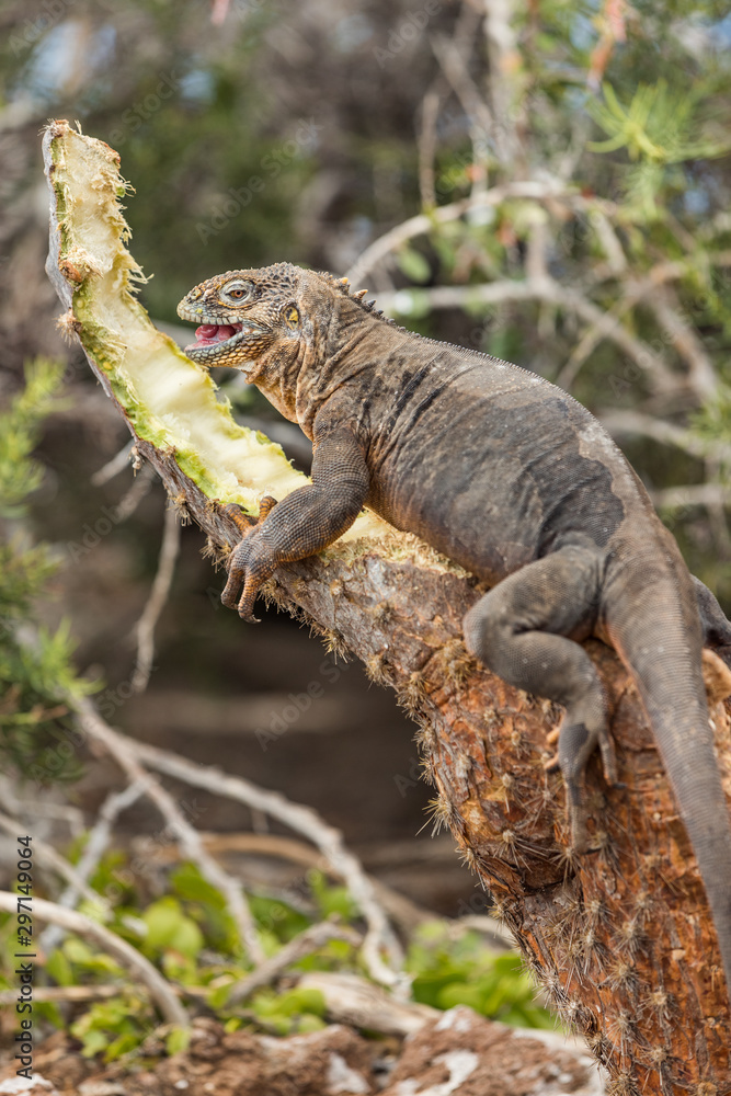 Fototapeta premium Galapagos Land Iguana by eating plant on North Seymour Island Galapagos Islands. Amazing animals and wildlife on Galapagos Islands, Ecuador. From Galapagos cruise ship tour.