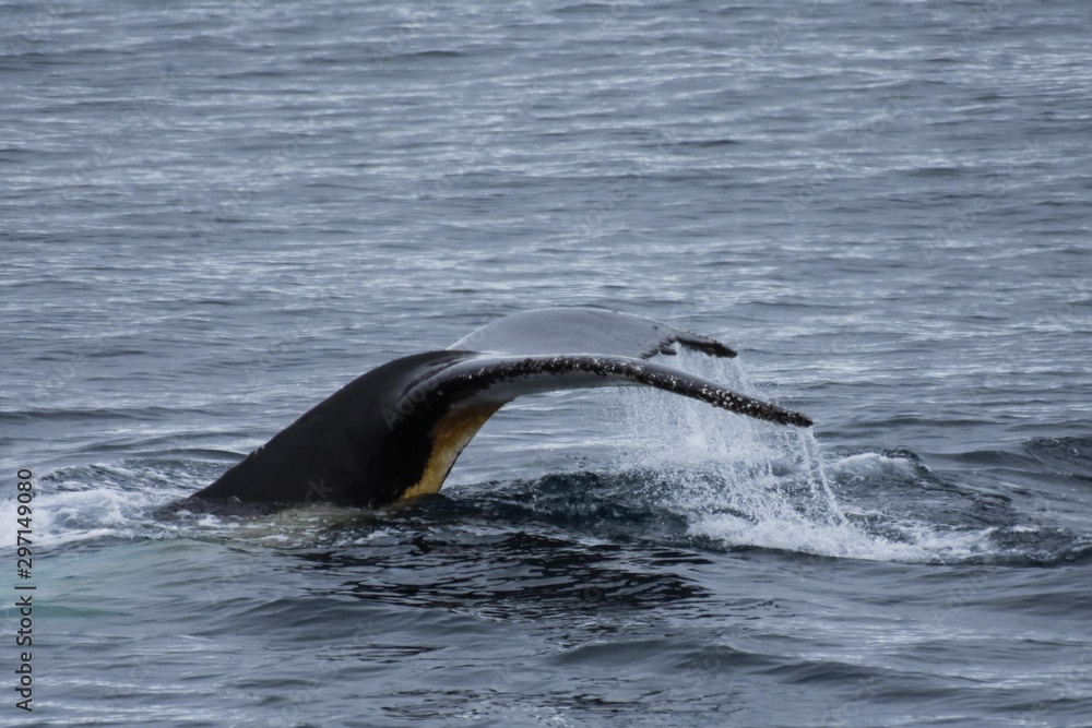 Obraz premium queue de baleine à bosse en antarctique