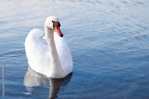Single white swan on the lake