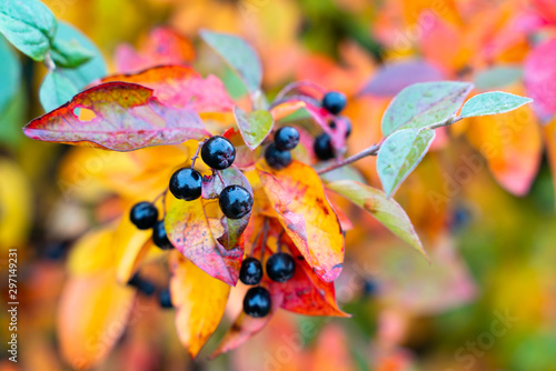 berries of a black chokeberry on a branch with colorful autumn leaves