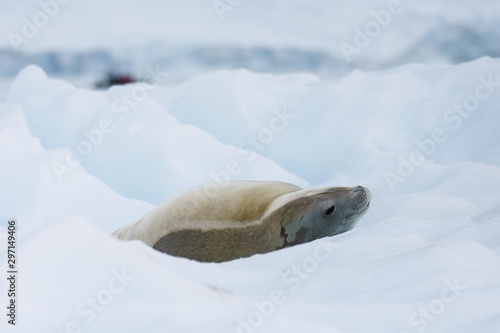 phoque antarctique au repos