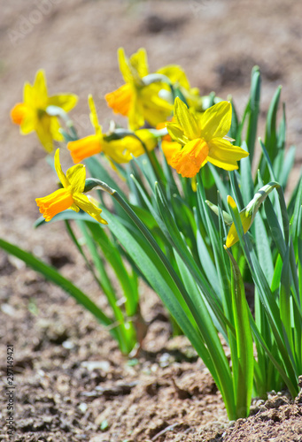 Yellow narcissus flowers growing in the garden at sunny spring day