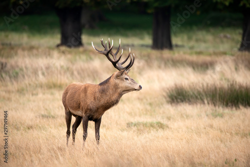 Sutning portrait of red deer stag Cervus Elaphus in Autumn Fall woodland landscape during the rut mating season