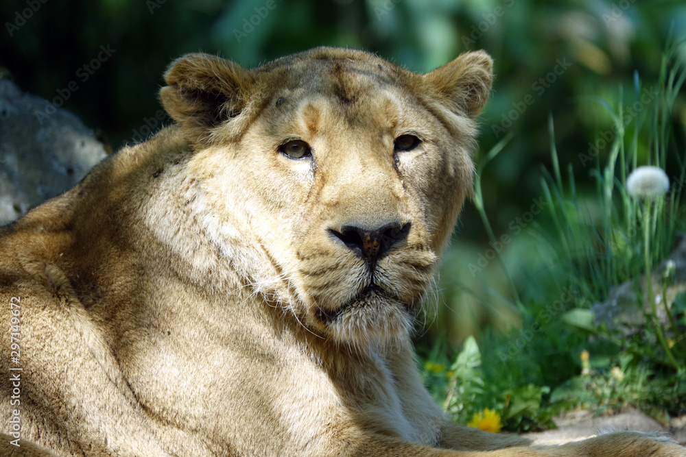 Fototapeta premium regard d'une lionne