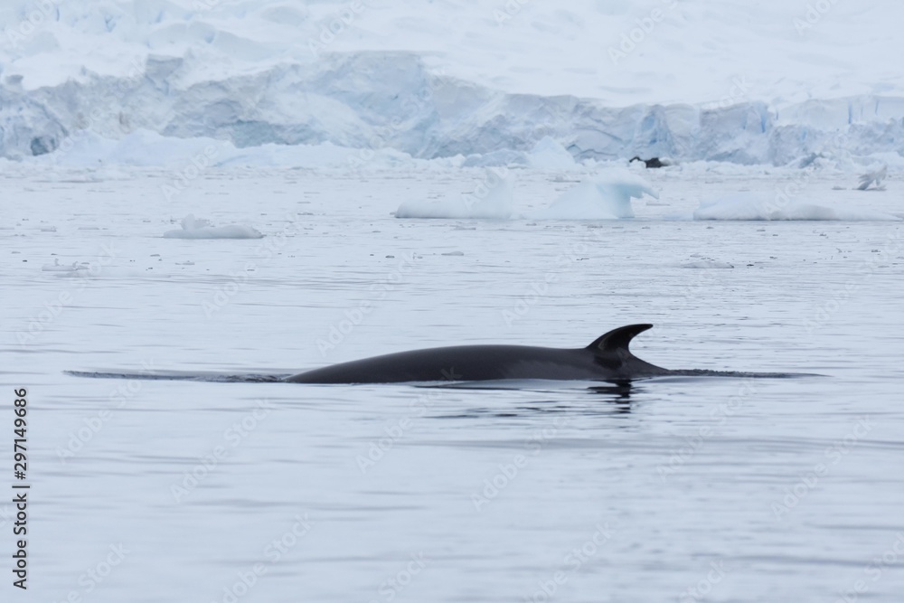 Obraz premium rorqual commun antarctique