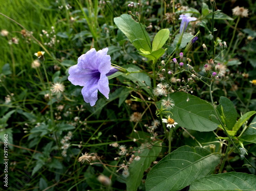 Flower in the garden of nature park