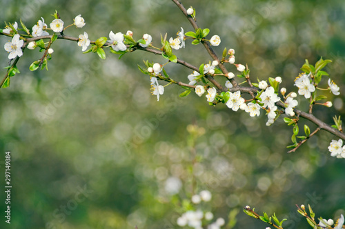 Sour cherry (Prunus cerasus) blossom at spring
