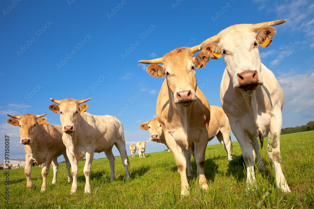 Vache de arce à viande sur paysage de campagne - obrazy, fototapety, plakaty 