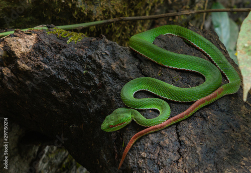 Green snake on branch with green background in Thailand trimeresurus [Cryptelytrops] macrops Krammer or Large-eyed Green Pitviper or Green pit vipers or Asian pit vipers. photo