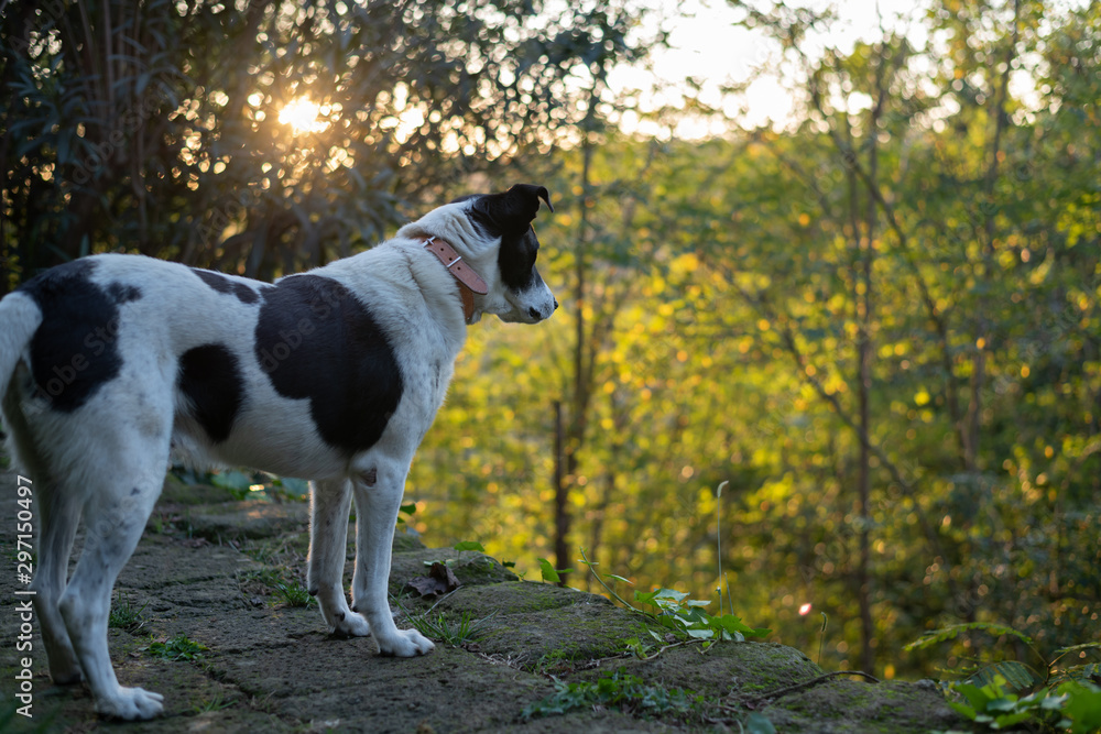 Black and White Dog guarding the garden at sunset Black and White Dog guarding the garden at sunset