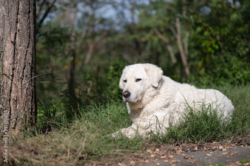 White Kuvasz Dog, sitting in the grass