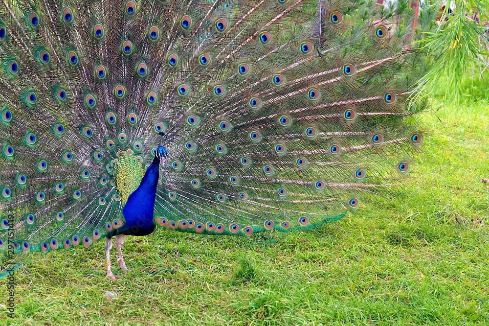 Obraz premium A bright peacock with a beautiful tail walks along the green grass at the zoo.