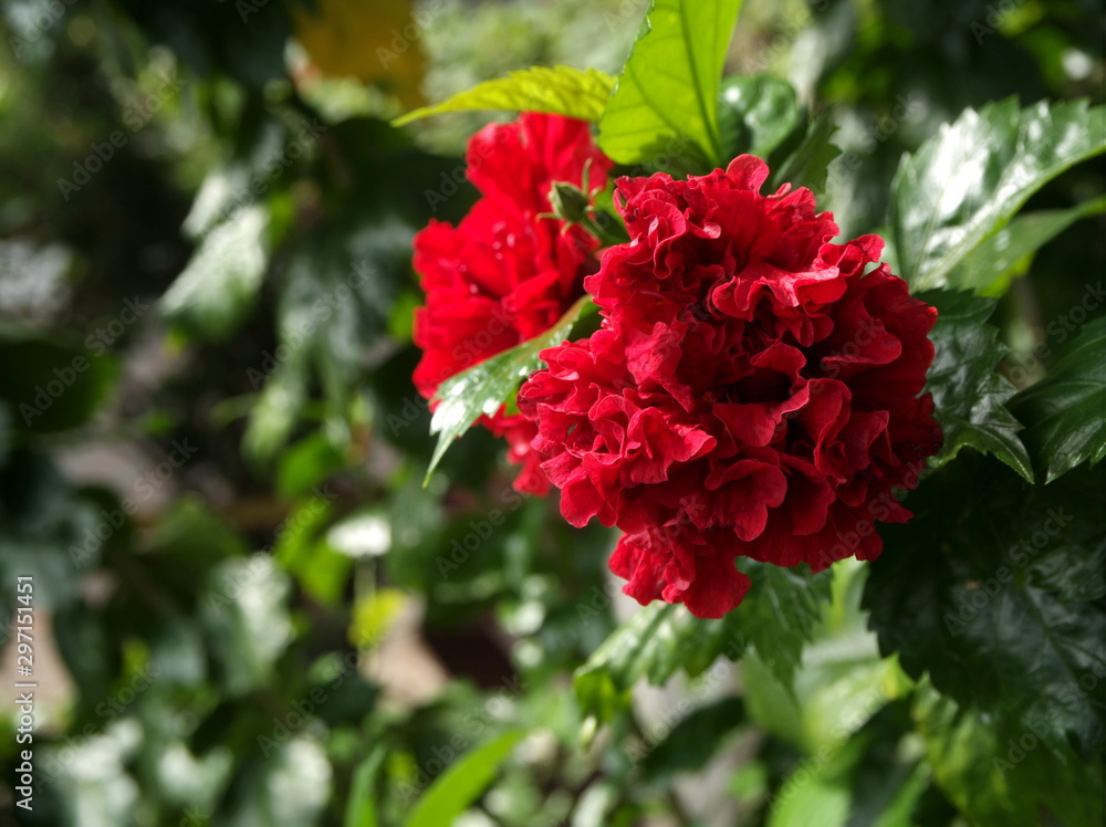 Flower in the garden of nature park