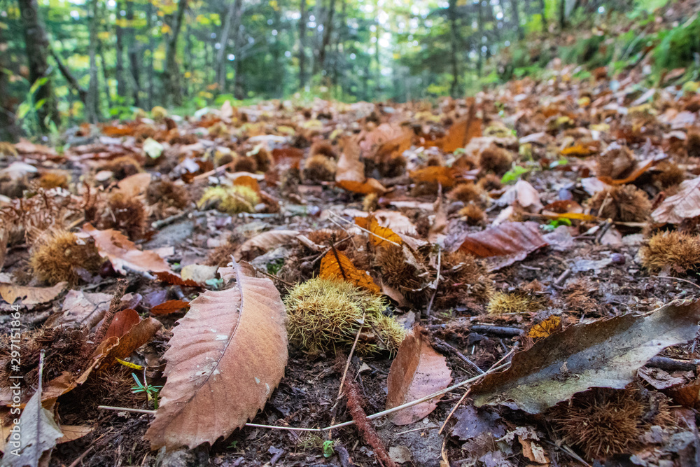 natura viva natura viva