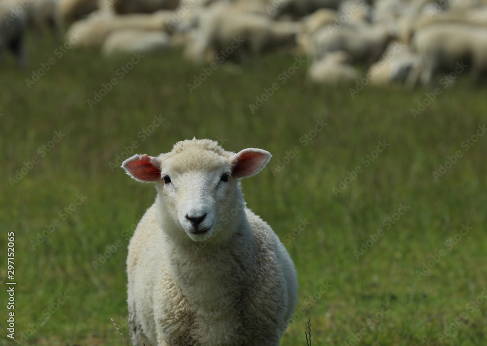 Schaf auf einer Weide in Neuseeland