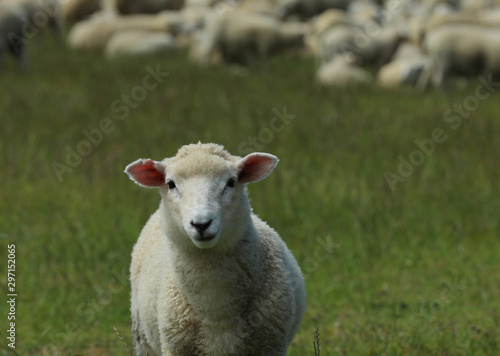 Schaf auf einer Weide in Neuseeland