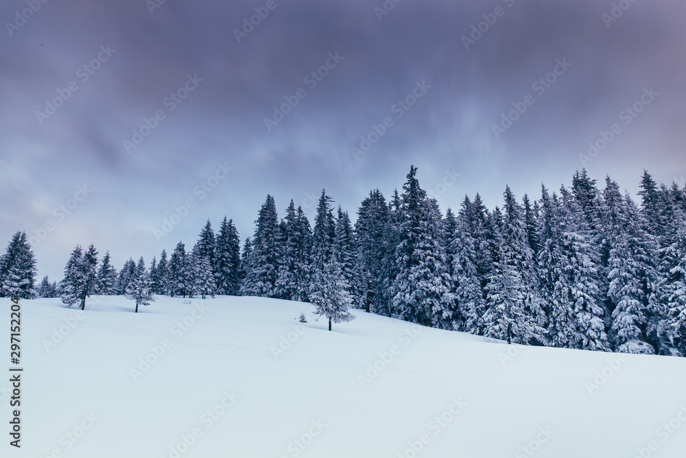 Scenic winter landscape with snowy fir trees. Winter postcard. Scenic winter landscape with snowy fir trees. Winter postcard.