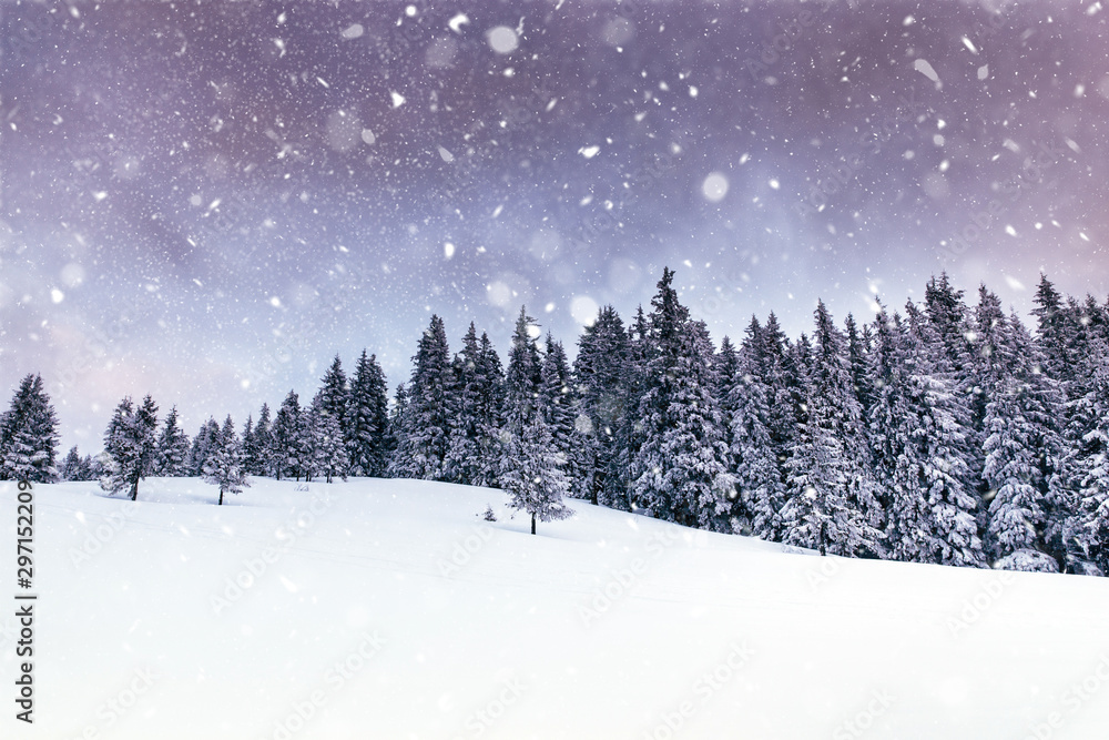 Fototapeta Scenic winter landscape with snowy fir trees. Winter postcard.
