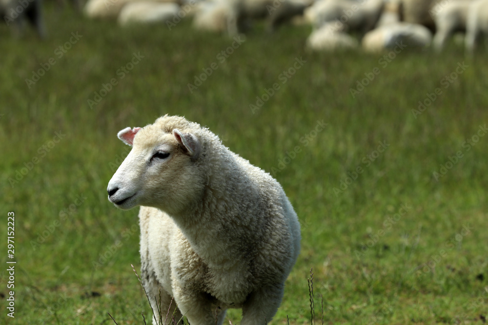 Schaf auf einer Weide in Neuseeland Schaf auf einer Weide in Neuseeland
