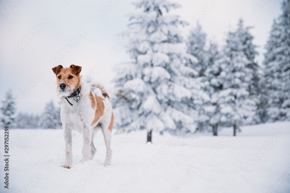 Happy fox terrier running wildly in the snow. Fun with a dog in the mountains. Hiking with a dog. Happy fox terrier running wildly in the snow. Fun with a dog in the mountains. Hiking with a dog.