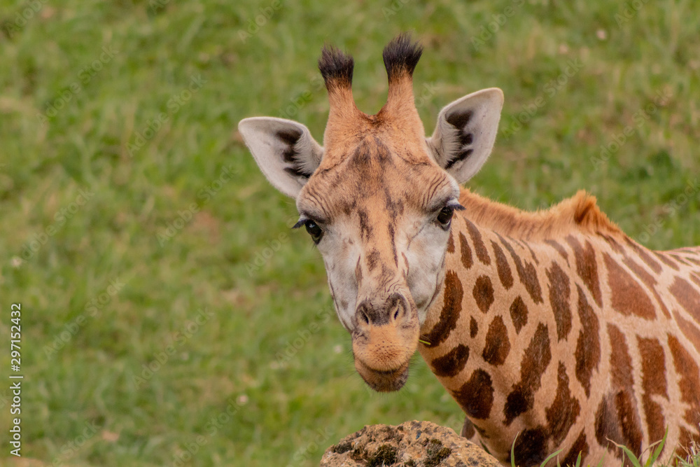 a giraffe grazing in a green meadow a giraffe grazing in a green meadow