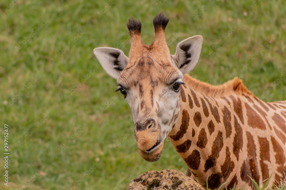 a giraffe grazing in a green meadow a giraffe grazing in a green meadow