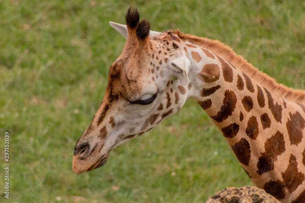 a giraffe grazing in a green meadow a giraffe grazing in a green meadow