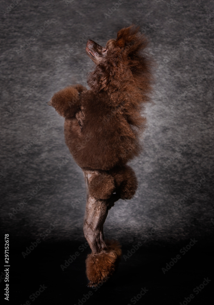 Brown giant Poodle dog