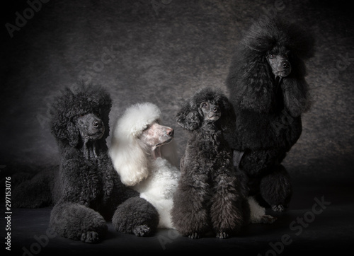 Black giant Poodle dog family