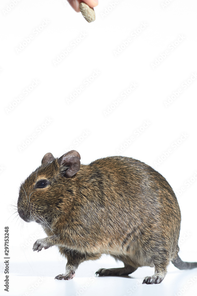 rodent degu isolated on white background. Studio shot, close-up. rodent degu isolated on white background. Studio shot, close-up.