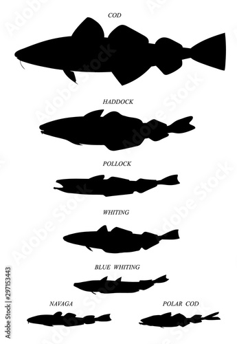 Cod fishes. Vector drawn silhouettes images collection.