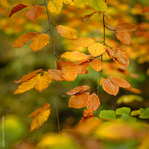Beautiful colors of fall illustrated by brown, yellow and orange beech leaves.