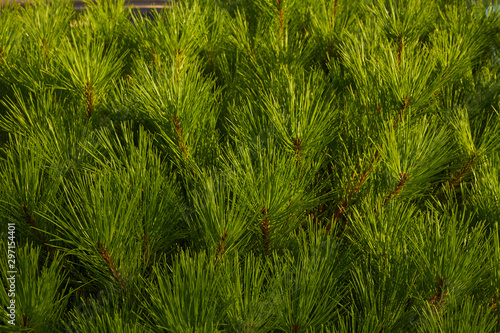 Pattern with green branches with pine needles. Texture of coniferous tree